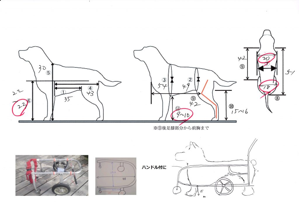コーギー犬用車椅子 DM(変性性脊髄症） • 犬の車いす製作、老犬介護 