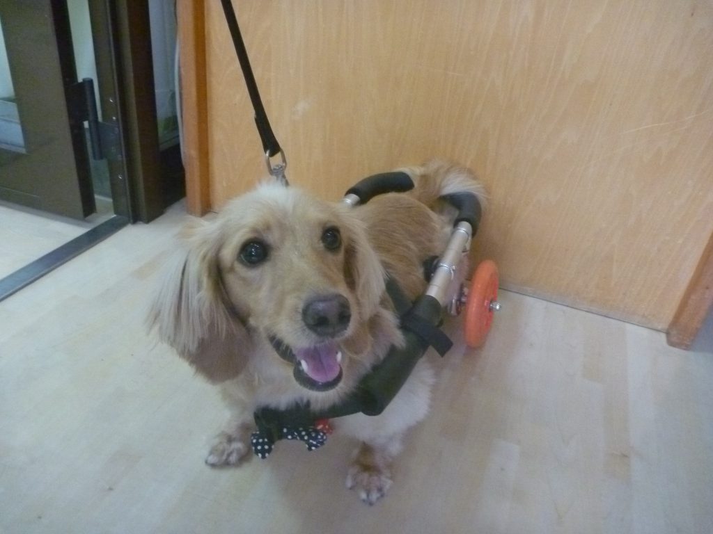 チャコちゃん 犬用車椅子の製作 • 犬の車いす製作、老犬介護カート、トリミングはペットランドすまいる犬の車いす製作、老犬介護カート、トリミング