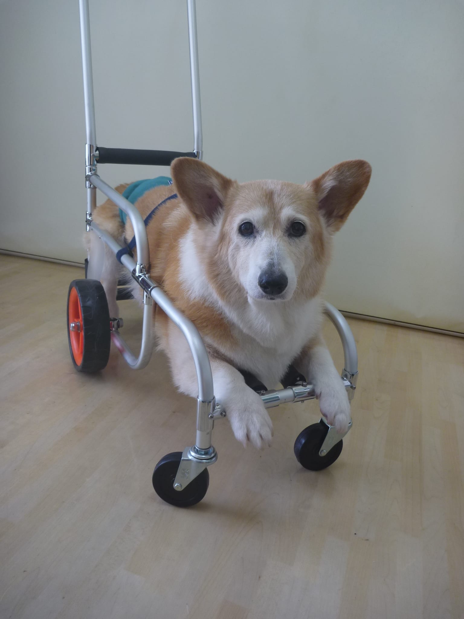 ④23㎝25㎝犬用車椅子、柴犬用車椅子4輪車、犬の車椅子