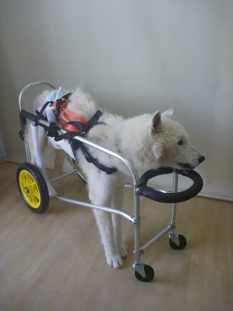 犬 の 車椅子 手作り