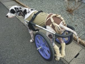 大型犬用の車いす製作 • 犬の車いす製作、老犬介護カート、トリミング