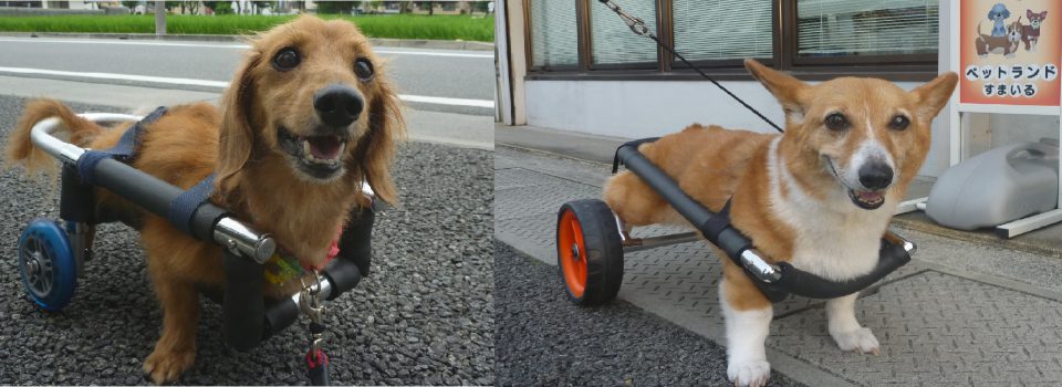 トリミング・マイクロバスバブル・ペットホテル・犬用車椅子製作・老犬介護用カートの製作はペットランドすまいる！