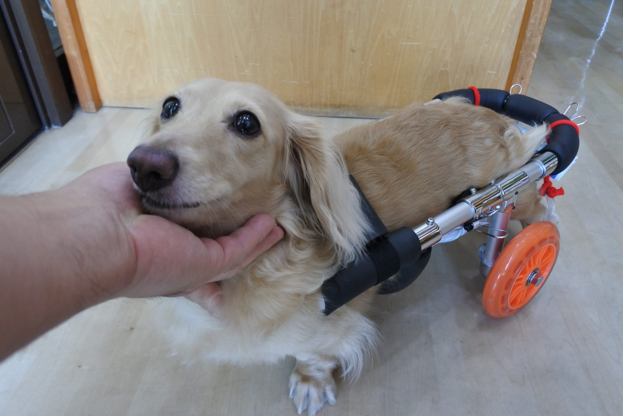 13,120円犬用車椅子、ミニュチアダックス用４輪車椅子、犬の車椅子