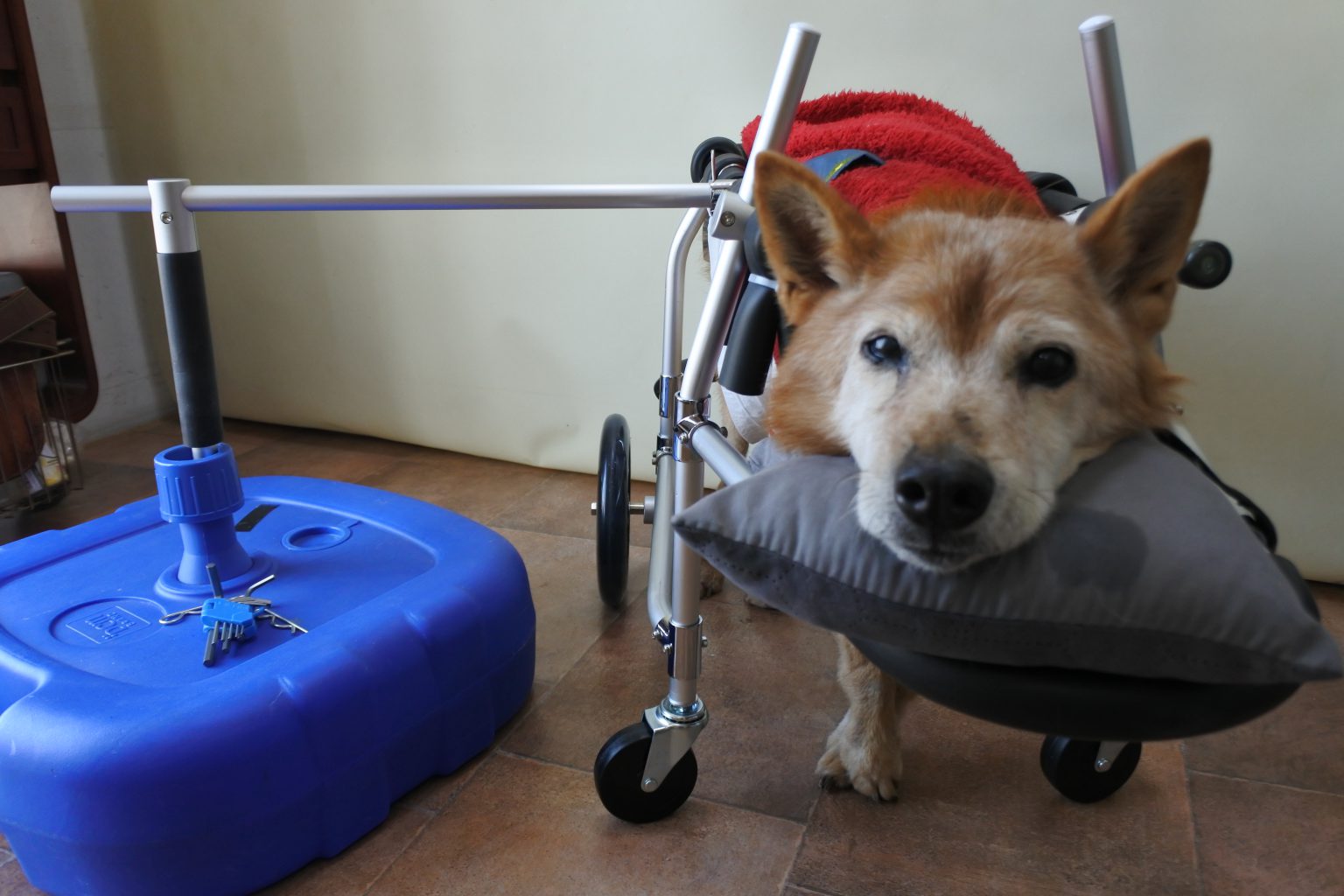 るいママ ページ□犬の車椅子 小型犬用2輪車いす 2～9kg位 歩行器