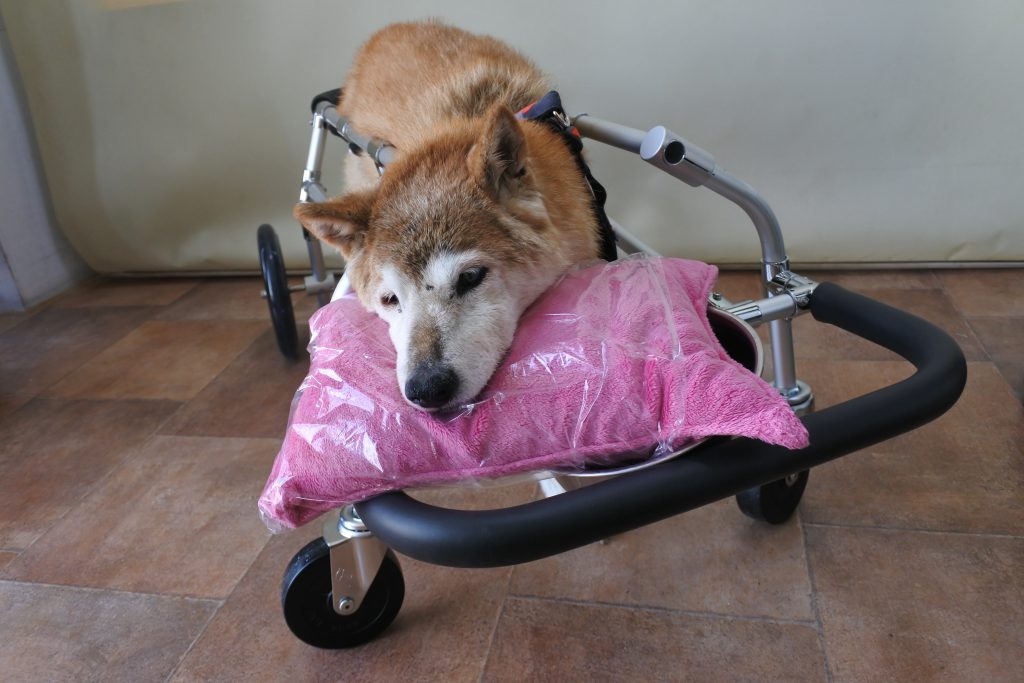 DMコーギーの小梅ちゃん犬用車いす（2輪車いすから4輪車いすに改造