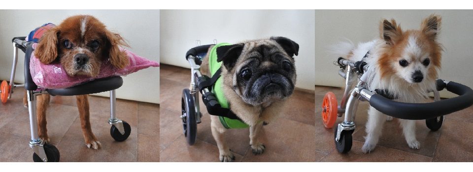 犬用車椅子、老犬介護カートの設計製作、全国出張組付いたします。ペットランドすまいる【動物病院指定店】