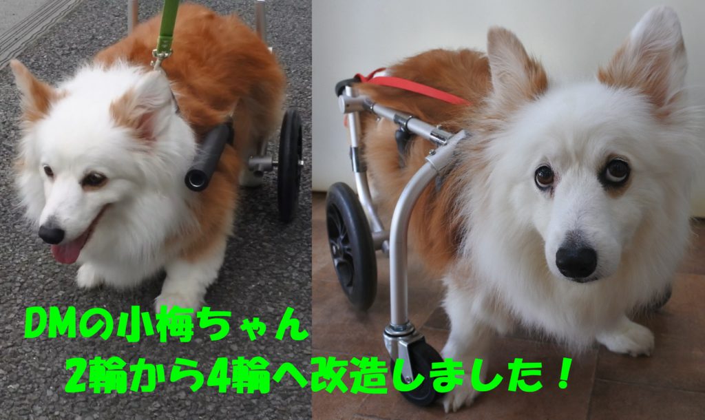 DMコーギーの小梅ちゃん犬用車いす（2輪車いすから4輪車いすに改造 