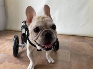 犬用車いすの製作はオーダー製作｜出張組付けも可能 • 犬の