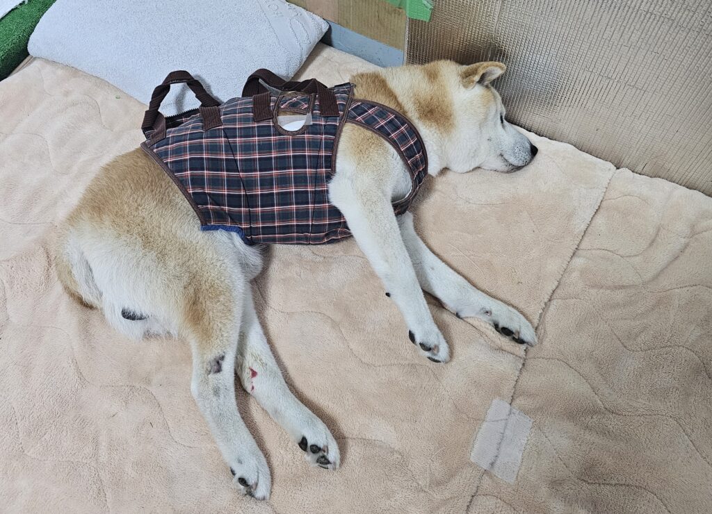 たいせいくん