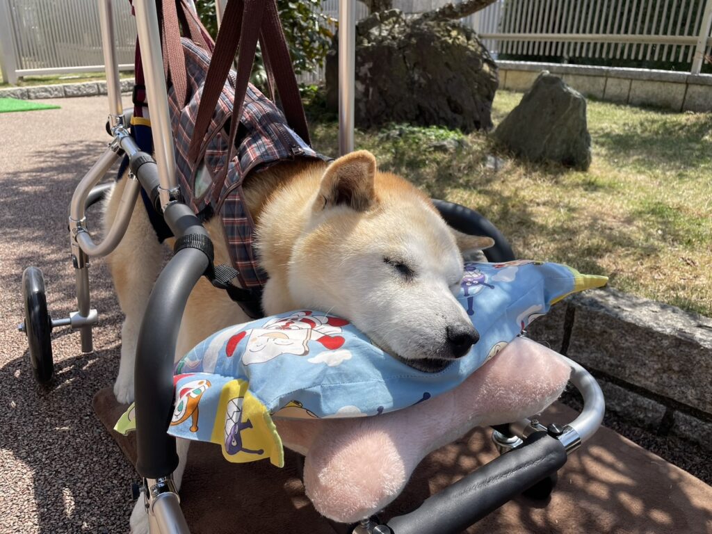 たいせいくん