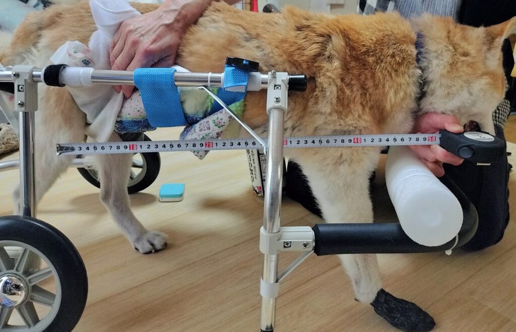 柴犬計測2