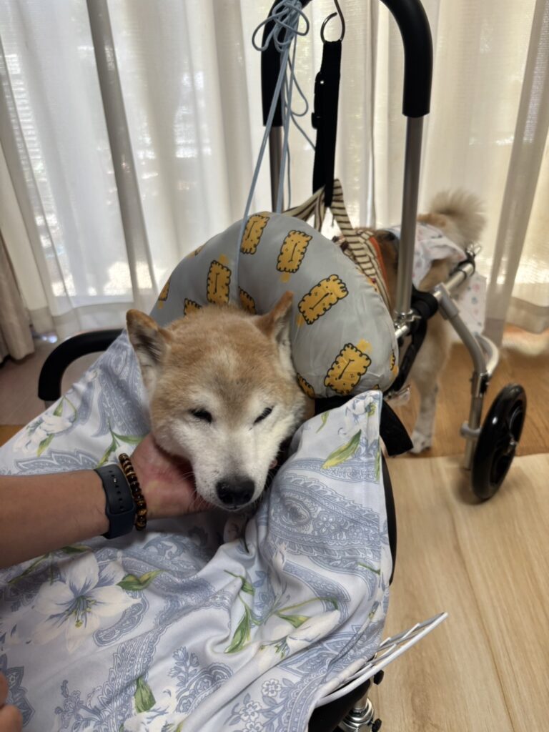 柴犬の介護カート