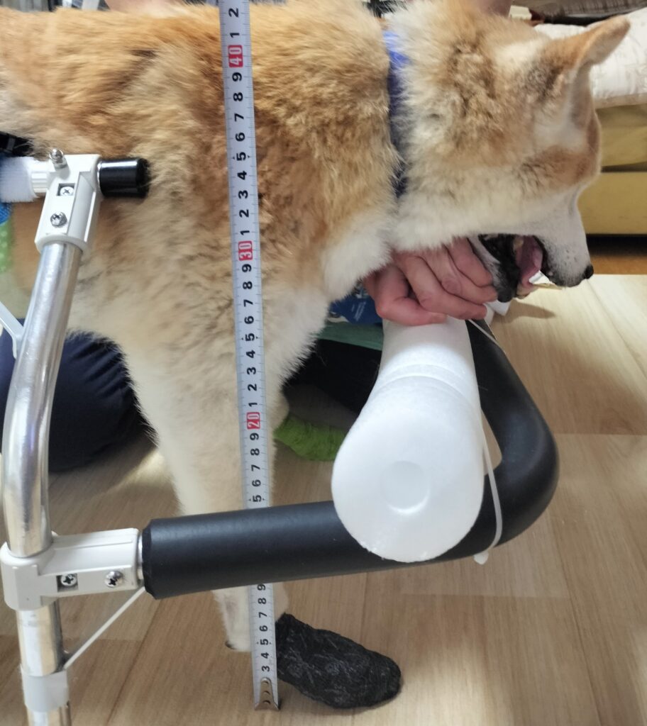 柴犬計測
