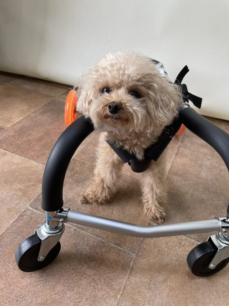 トイプー4輪車いす