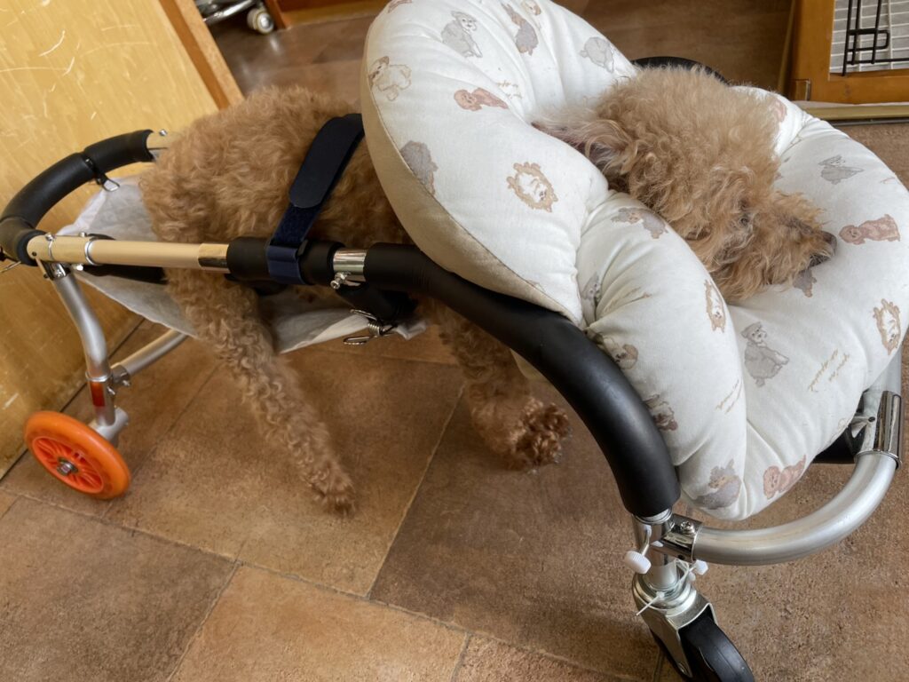老犬介護カートリペア