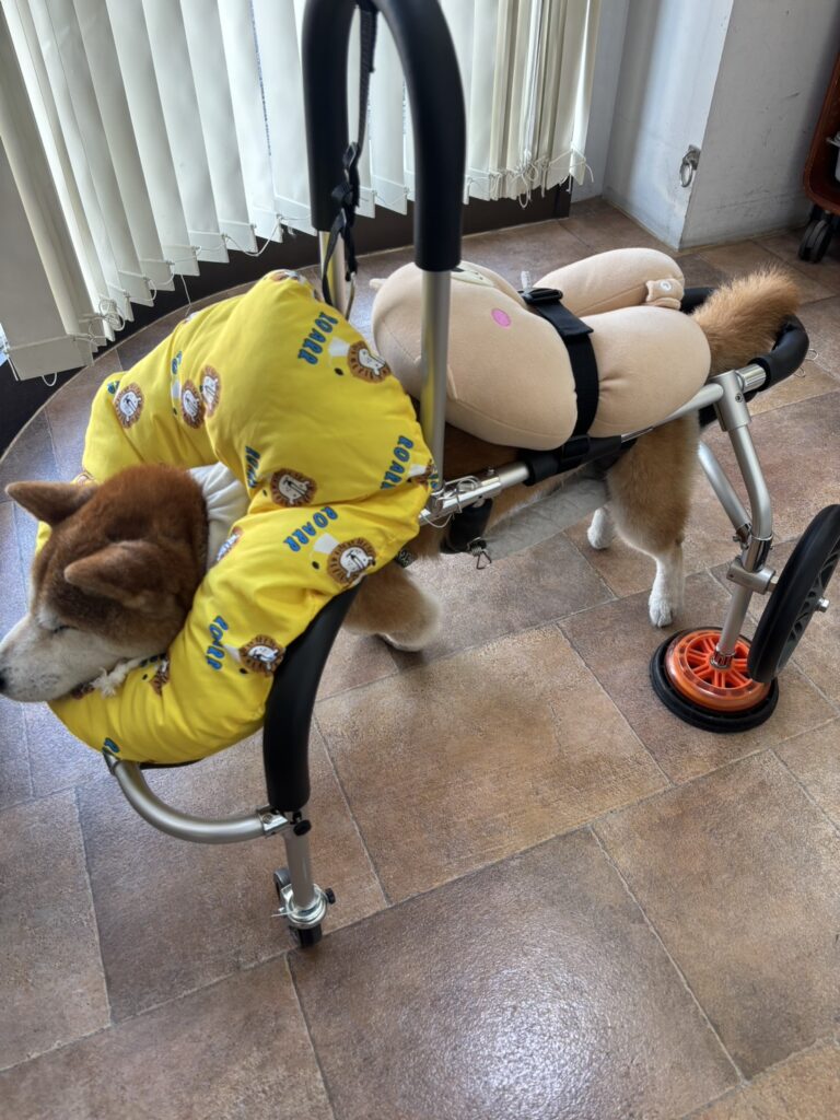 老犬介護