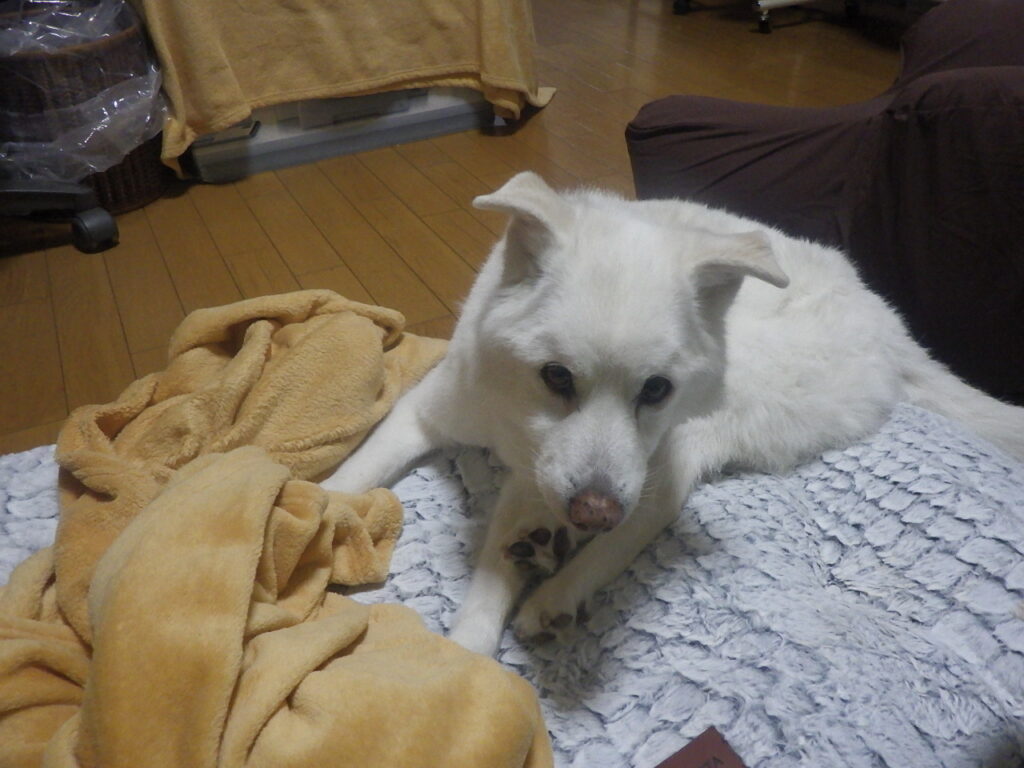 老犬介護カート 現状