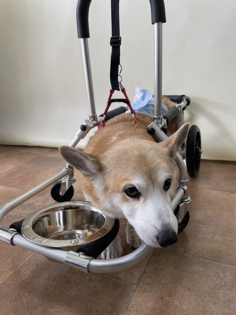 DMコーギー車いす